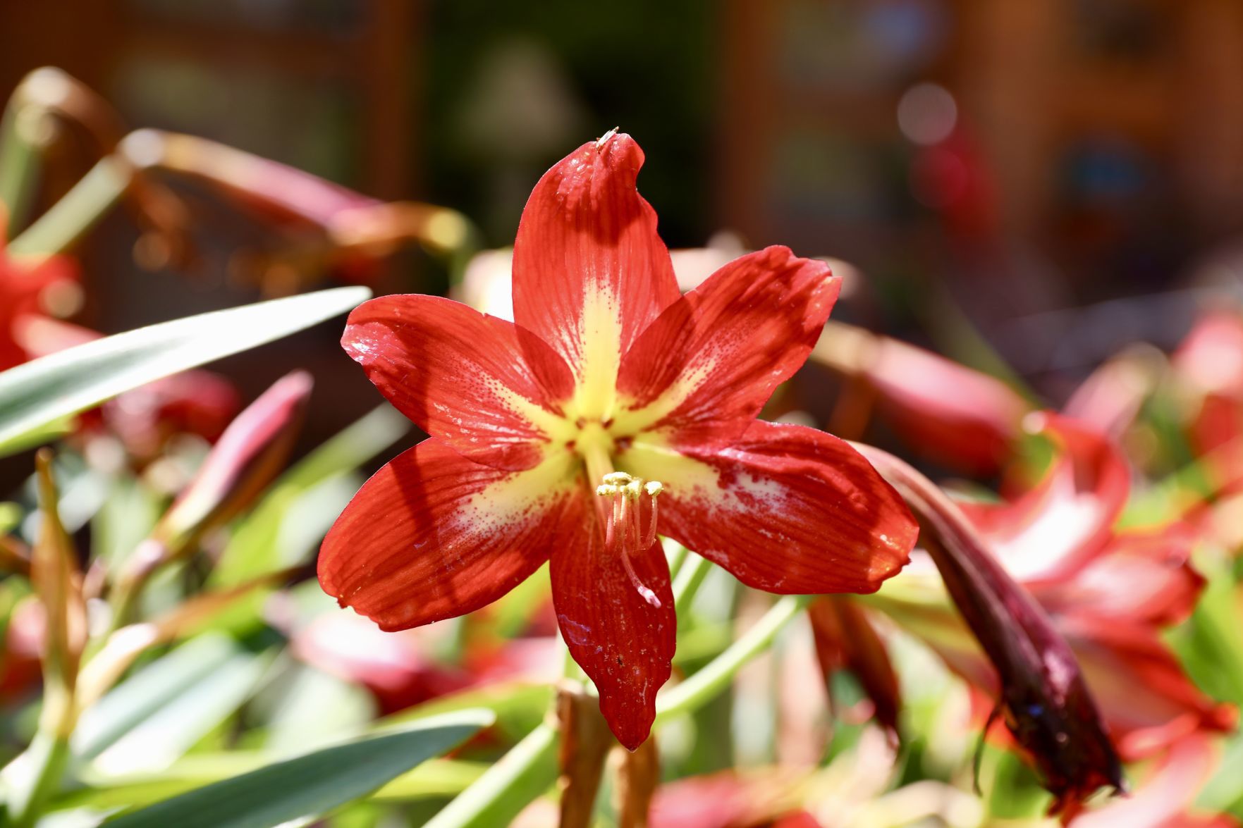 Amaryllis Bloom